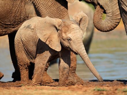 20 Tage Rundreisen Südafrika, Mosambik, Botswana & Simbabwe: Vier Länder, unzählige Facetten zwischen Natur, Kultur und Tierwelt Unkategorisiert online kaufen