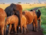 Addo Elephant Nationalpark