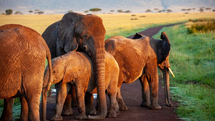 Addo Elephant Nationalpark – Erleben Sie die Giganten