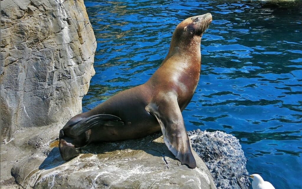 Robben Island: Ein Unvergesslicher Besuch für Touristen