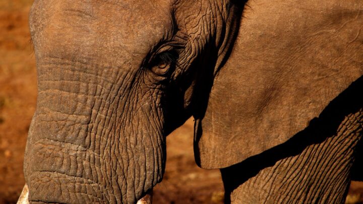 Der Kruger-Nationalpark: Ein umfassender Reiseführer