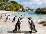 Kapstadt Pinguine: Ihr Besucherguide am Boulders Beach